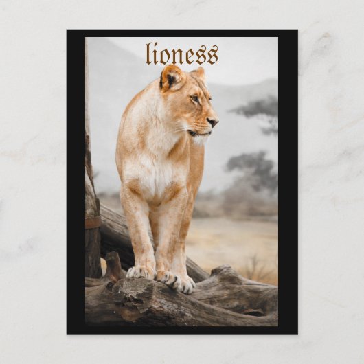 lioness briefkaart (Voorkant)