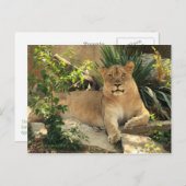 Lioness Briefkaart (Voorkant / Achterkant)