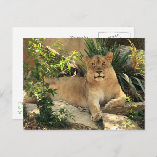 Lioness Briefkaart (Voorkant / Achterkant)