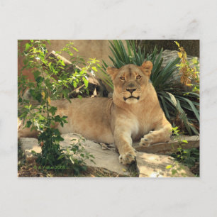 Lioness Briefkaart