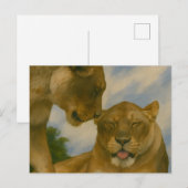 Lioness Companship in het Gouden Licht Briefkaart (Voorkant / Achterkant)