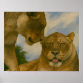 Lioness Companship in het Gouden Licht Poster (Voorkant)