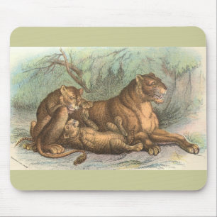 Lioness en Cubs, Felis leo Muismat