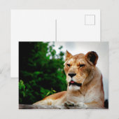 Lioness foto briefkaart (Voorkant / Achterkant)