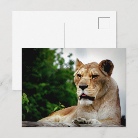 Lioness foto briefkaart (Voorkant / Achterkant)