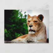 Lioness foto briefkaart (Voorkant)
