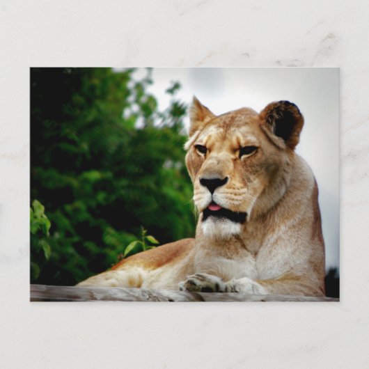 Lioness foto briefkaart (Voorkant)