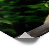 Lioness-foto Poster (Hoek)