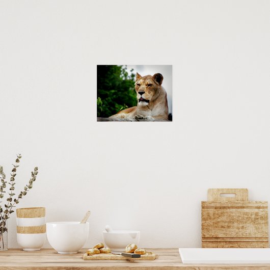 Lioness-foto Poster (Keuken)