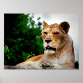 Lioness-foto Poster (Voorkant)