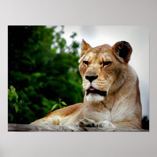 Lioness-foto Poster (Voorkant)