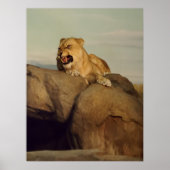 Lioness komt uit poster (Voorkant)