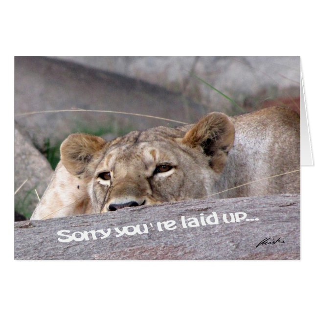 Lioness "leged up" (Voorkant Horizontaal)