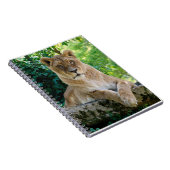 Lioness ligt op rots notitieboek (Rechterzijde)