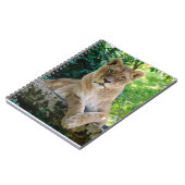 Lioness ligt op rots notitieboek (Linkerzijde)