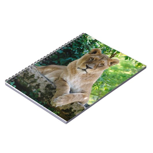 Lioness ligt op rots notitieboek (Linkerzijde)