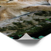 Lioness ligt op rots poster (Hoek)
