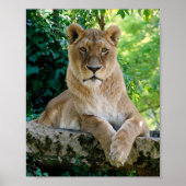 Lioness ligt op rots poster (Voorkant)