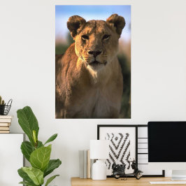 Lioness Lovers Poster