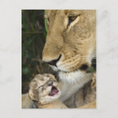 Lioness & Newborn Briefkaart (Voorkant)