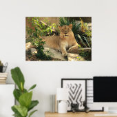 Lioness Poster (Thuiskantoor)