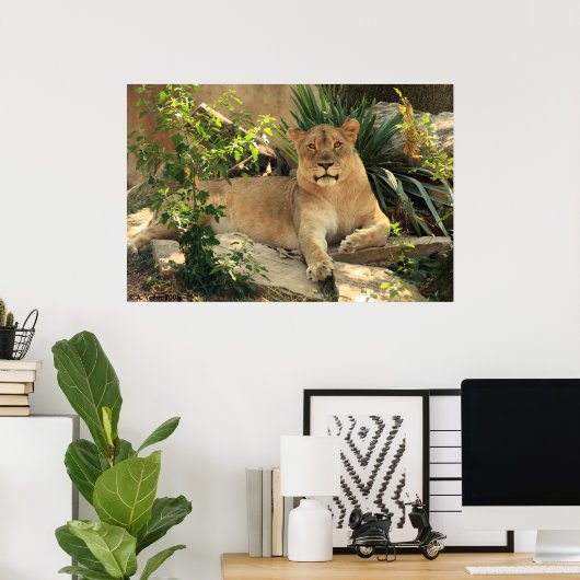 Lioness Poster (Thuiskantoor)