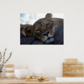 Lioness Poster (Keuken)