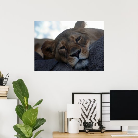 Lioness Poster (Thuiskantoor)