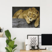 Lioness Poster (Thuiskantoor)