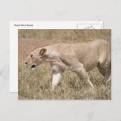 lioness prowling briefkaart (Voorkant / Achterkant)
