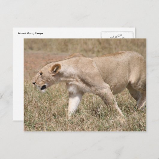 lioness prowling briefkaart (Voorkant / Achterkant)