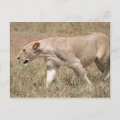 lioness prowling briefkaart (Voorkant)