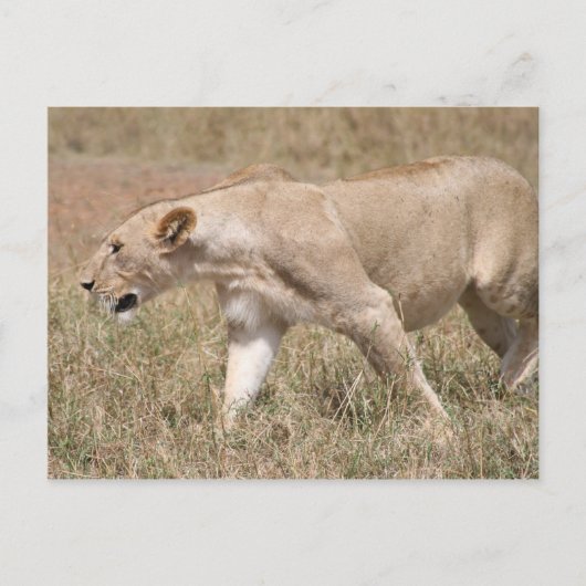 lioness prowling briefkaart (Voorkant)