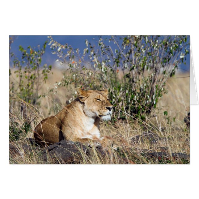 Lioness ruststing (Voorkant Horizontaal)
