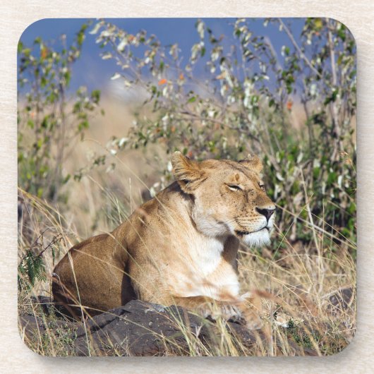 Lioness ruststing bier onderzetter (Voorkant)