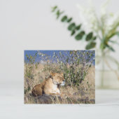 Lioness ruststing briefkaart (Staand voorkant)