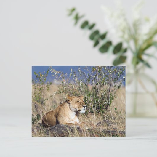 Lioness ruststing briefkaart (Staand voorkant)