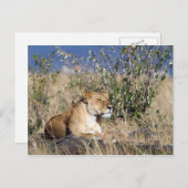 Lioness ruststing briefkaart (Voorkant / Achterkant)
