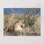 Lioness ruststing briefkaart (Voorkant)
