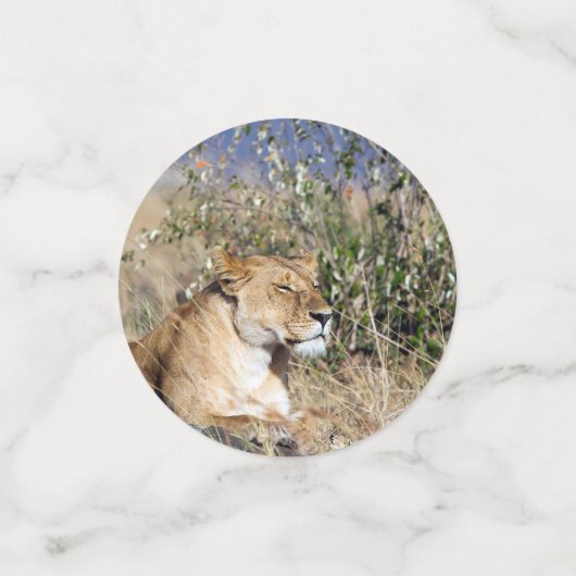 Lioness ruststing confetti (Kleine voorkant)