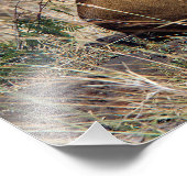 Lioness ruststing foto afdruk (Hoek)