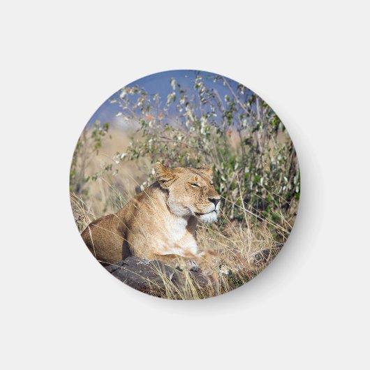 Lioness ruststing magneet (Voorkant)