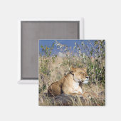 Lioness ruststing magneet (Voorkant / Achterkant)