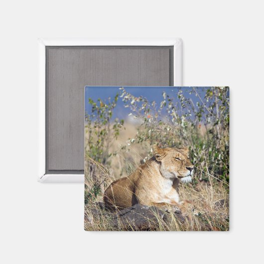 Lioness ruststing magneet (Voorkant / Achterkant)
