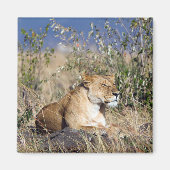 Lioness ruststing magneet (Voorkant)