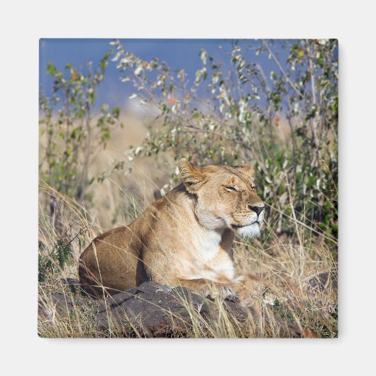 Lioness ruststing magneet (Voorkant)