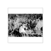 Lioness ruststing rubberstempel (Afrduk)