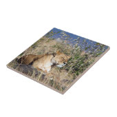 Lioness ruststing tegeltje (Zijkant)