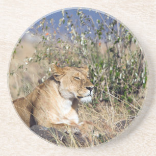 Lioness ruststing zandsteen onderzetter