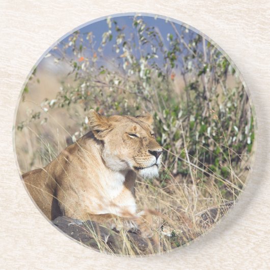 Lioness ruststing zandsteen onderzetter (Voorkant)